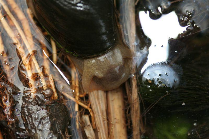 Acquatico da identificare.... - Lymnaea stagnalis